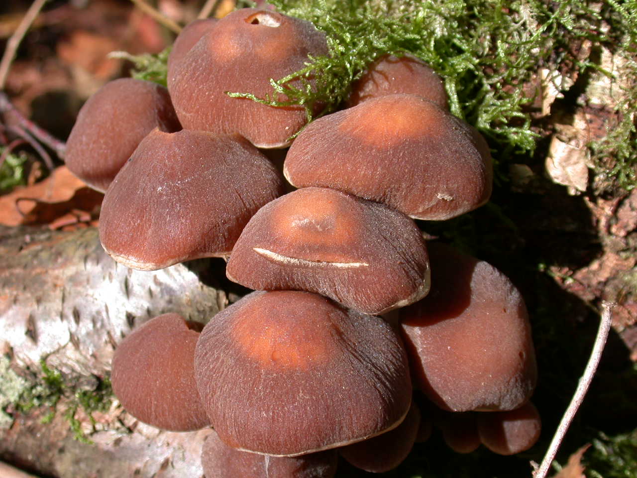 COPRINUS???